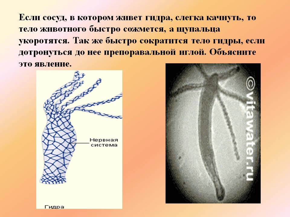 Кракен зеркало krakenat2krnkrnk com